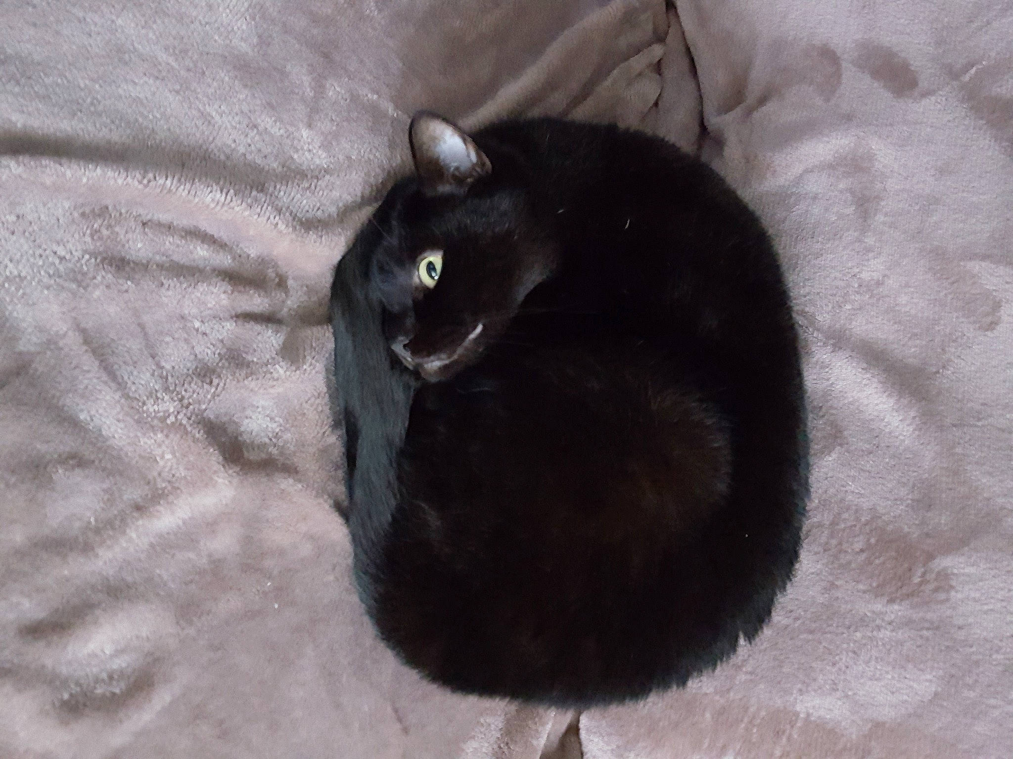 Bagherra participe au concours pour gagner de l'argent avec cette photo : black_cat, bombay, carnivore, cat, comfort, domestic_short_haired_cat, felidae, fur, grey, small_to_medium_sized_cats, tail, terrestrial_animal, whiskers