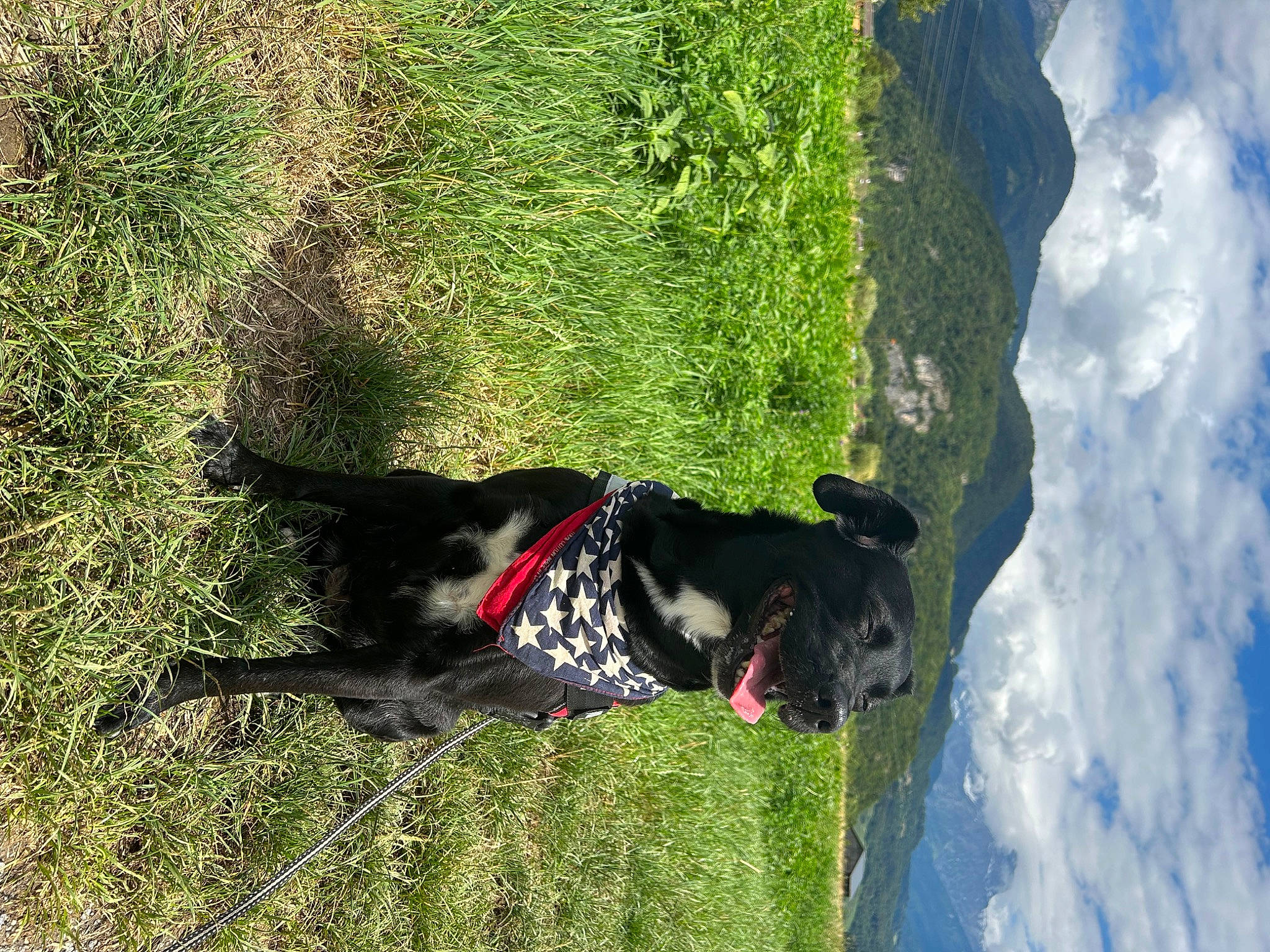 Moon a rejoint le concours — aidez-le/la à gagner de superbes lots ! adventure, carnivore, collar, companion_dog, dog, dog_breed, dog_collar, dog_supply, grass, leash, mountain, pet_supply, plant, recreation, sky, slope, sport_climbing, sporting_group, tail, working_animal