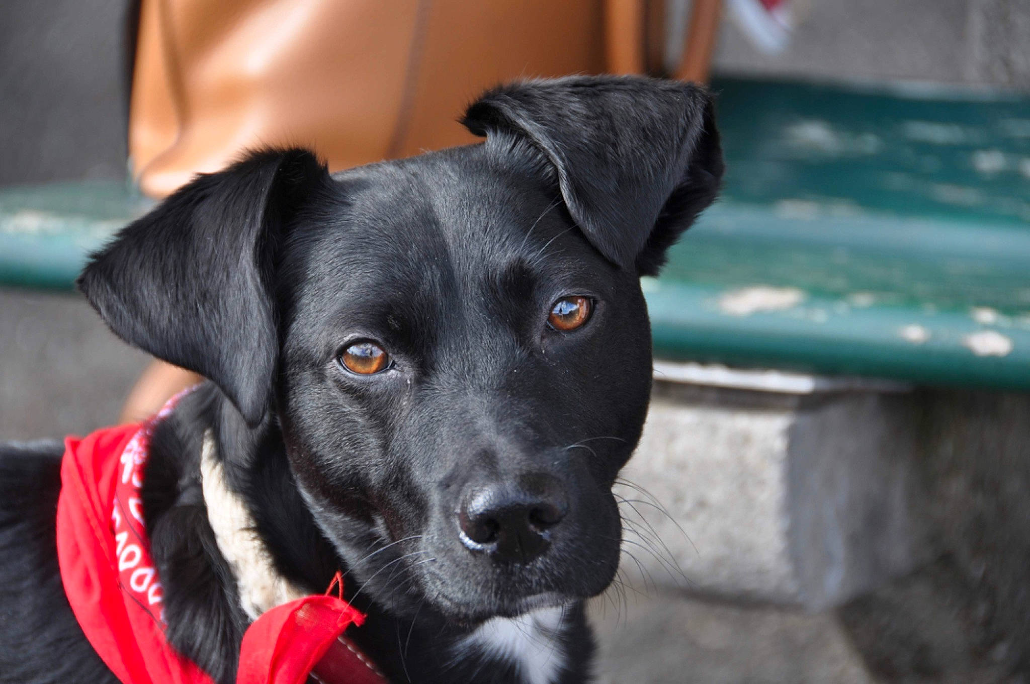 Moon a rejoint le concours — aidez-le/la à gagner de superbes lots ! borador, canidae, carnivore, collar, companion_dog, dog, dog_breed, dog_collar, dog_supply, electric_blue, fawn, non_sporting_group, pet_supply, puppy, snout, sporting_group, whiskers, working_animal