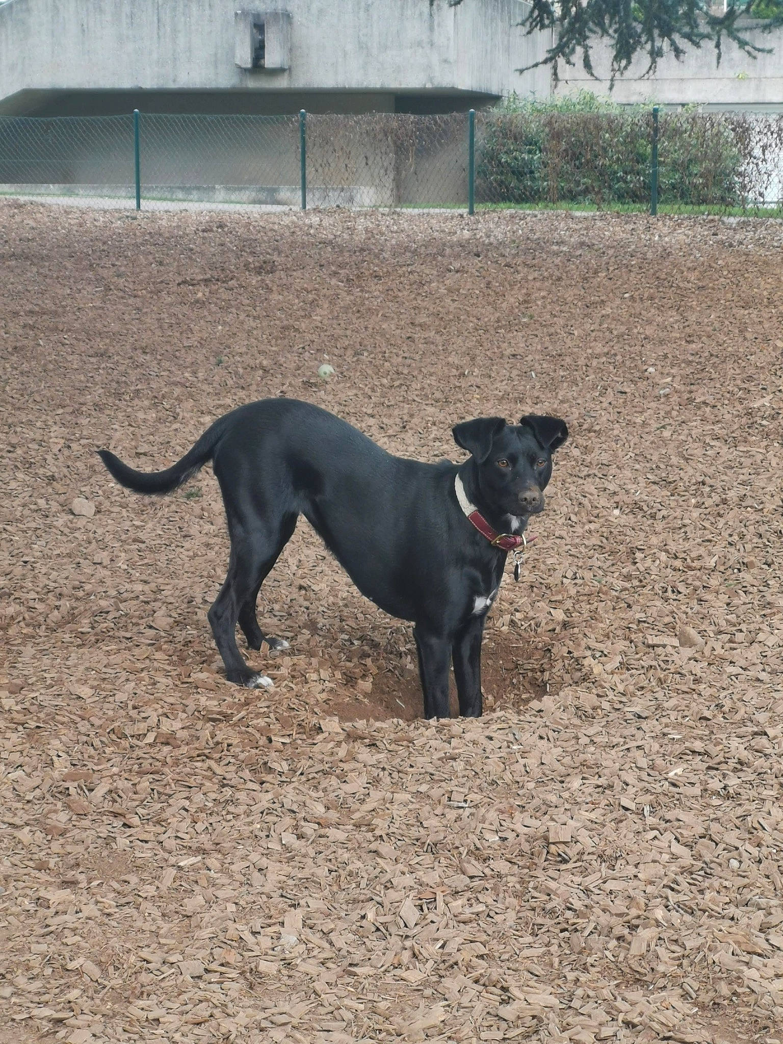 Moon participe au concours pour gagner de l'argent avec cette photo : borador, canidae, carnivore, collar, companion_dog, dog, dog_breed, dog_collar, dog_supply, door, guard_dog, gun_dog, plant, soil, sporting_group, tail, terrestrial_animal, tree, working_animal, working_dog