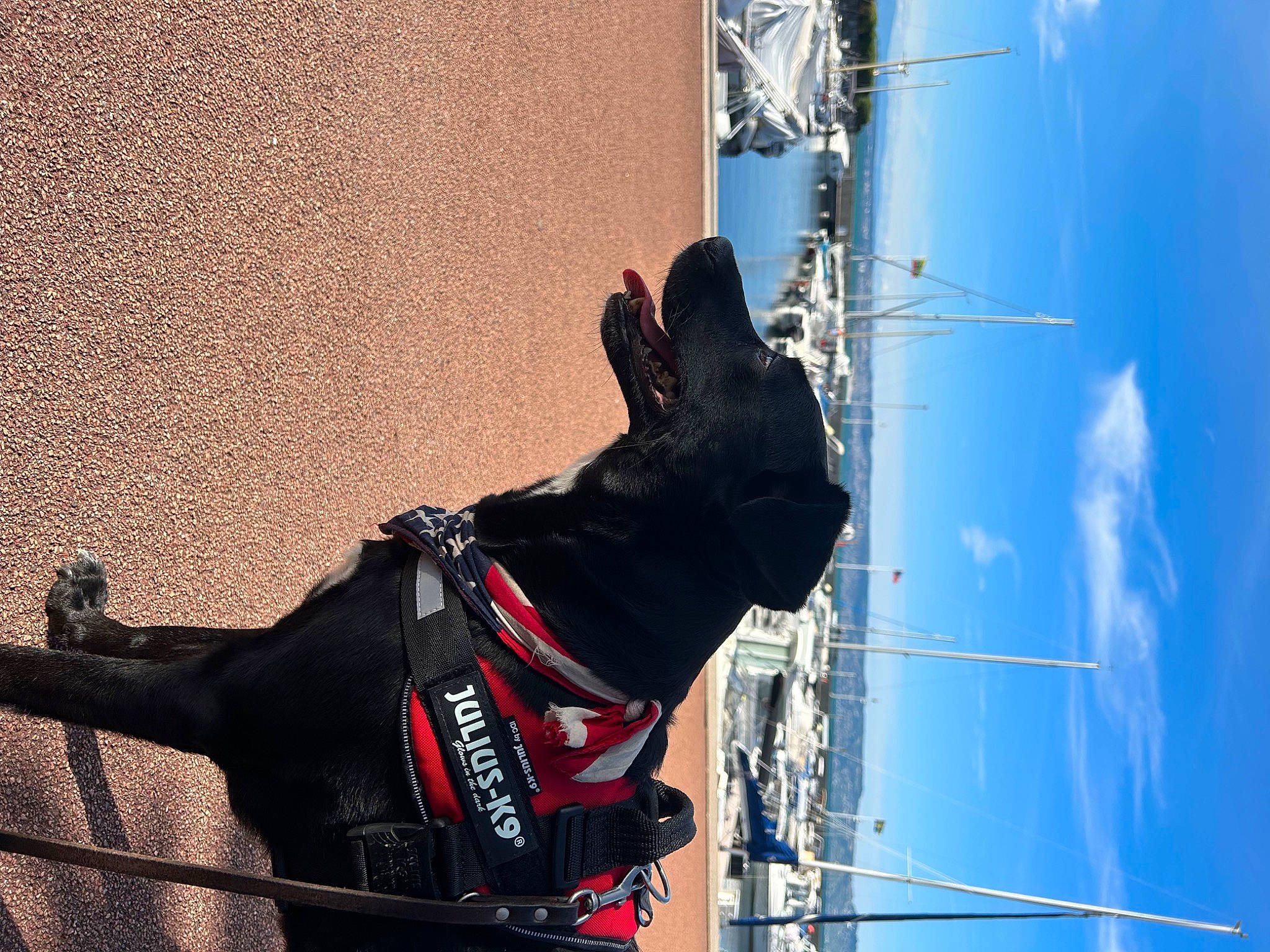 Moon a rejoint le concours — aidez-le/la à gagner de superbes lots ! adventure, carmine, carnivore, cloud, collar, dog, dog_breed, dog_collar, electric_blue, electrical_supply, electricity, leash, line, pet_supply, sky, snout, sporting_group, tail, window, wire