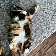 Sassyie is registered to the contest to win money with this photo: cat, fluffy, lying_down, belly_up, fur, indoor, carpet, gray_rug, wood_floor, relaxed, pet, animal, tabby, white_paws, multi_colored, home, cute, feline, resting, cozy