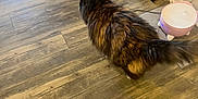 Sassyie is registered to the contest to win money with this photo: cat, fluffy, wooden_floor, mirror, humidifier, indoor, pet, animal, tail, fur, walking, reflection, furniture, home, domestic, brown, black, orange, striped, cozy