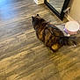 cat, fluffy, wooden_floor, mirror, humidifier, indoor, pet, animal, tail, fur, walking, reflection, furniture, home, domestic, brown, black, orange, striped, cozy