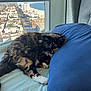 Sassyie joined the competition — help win amazing prizes! cat, tortoiseshell, bed, pillow, window, cityscape, beach, indoor, feline, resting, fur, cozy, sunlight, home, relaxing, blue_pillow, curled_up, animal, pet, soft