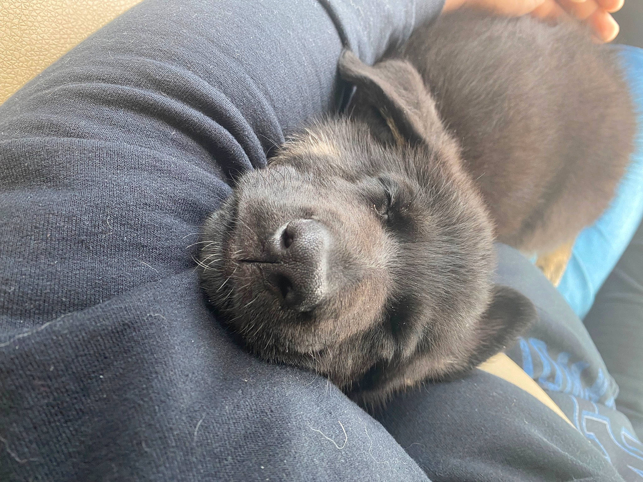 Berrin joined the competition — help win amazing prizes! canidae, carnivore, comfort, companion_dog, dog, dog_breed, ear, fawn, fur, gesture, grey, liver, nap, paw, snout, sporting_group, terrestrial_animal, whiskers, working_animal, wrinkle