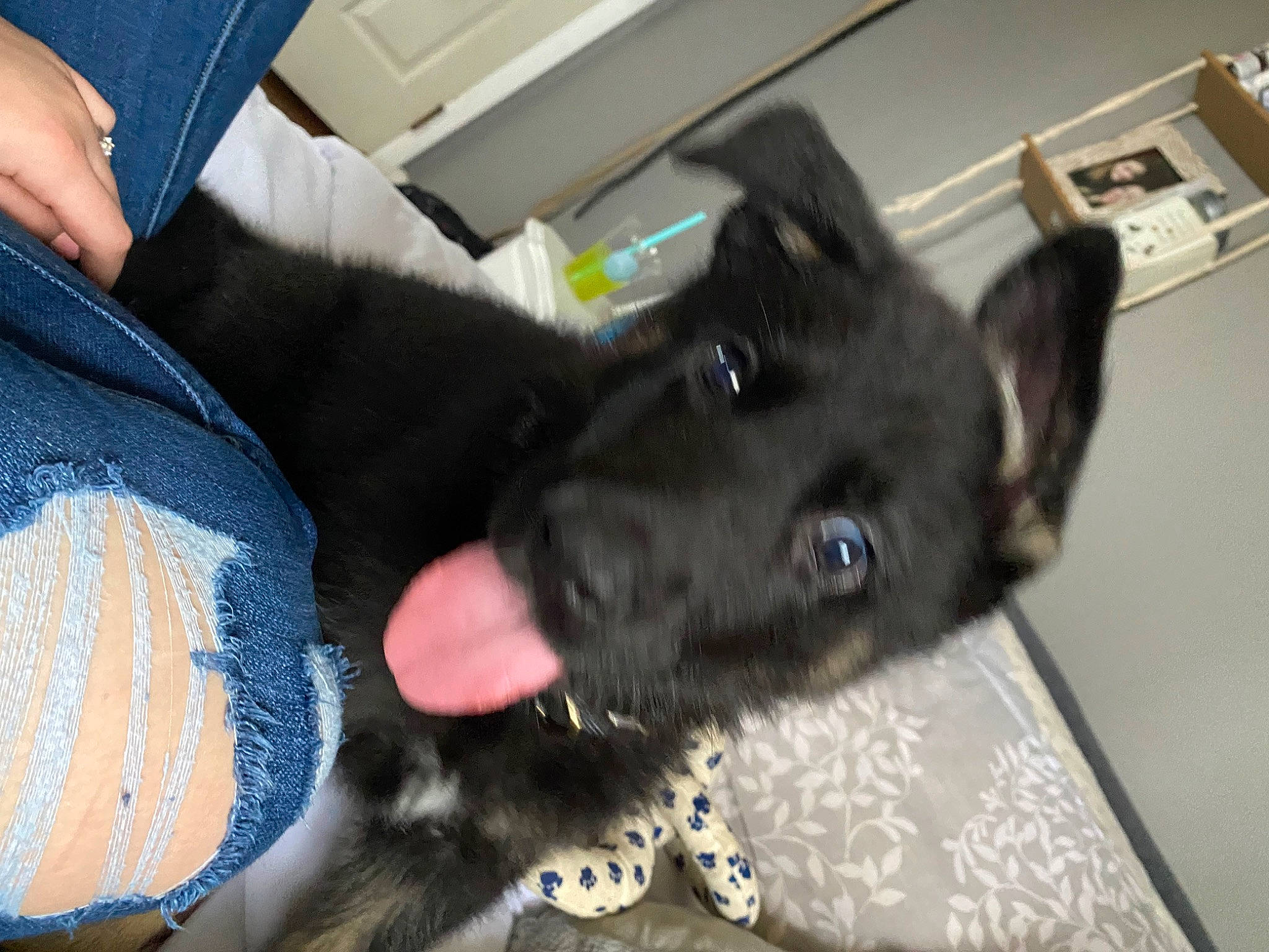 Berrin joined the competition — help win amazing prizes! black_cat, borador, carnivore, claw, comfort, companion_dog, dog, dog_breed, ear, felidae, fur, gesture, mammal, sporting_group, tail, vertebrate, whiskers, working_animal