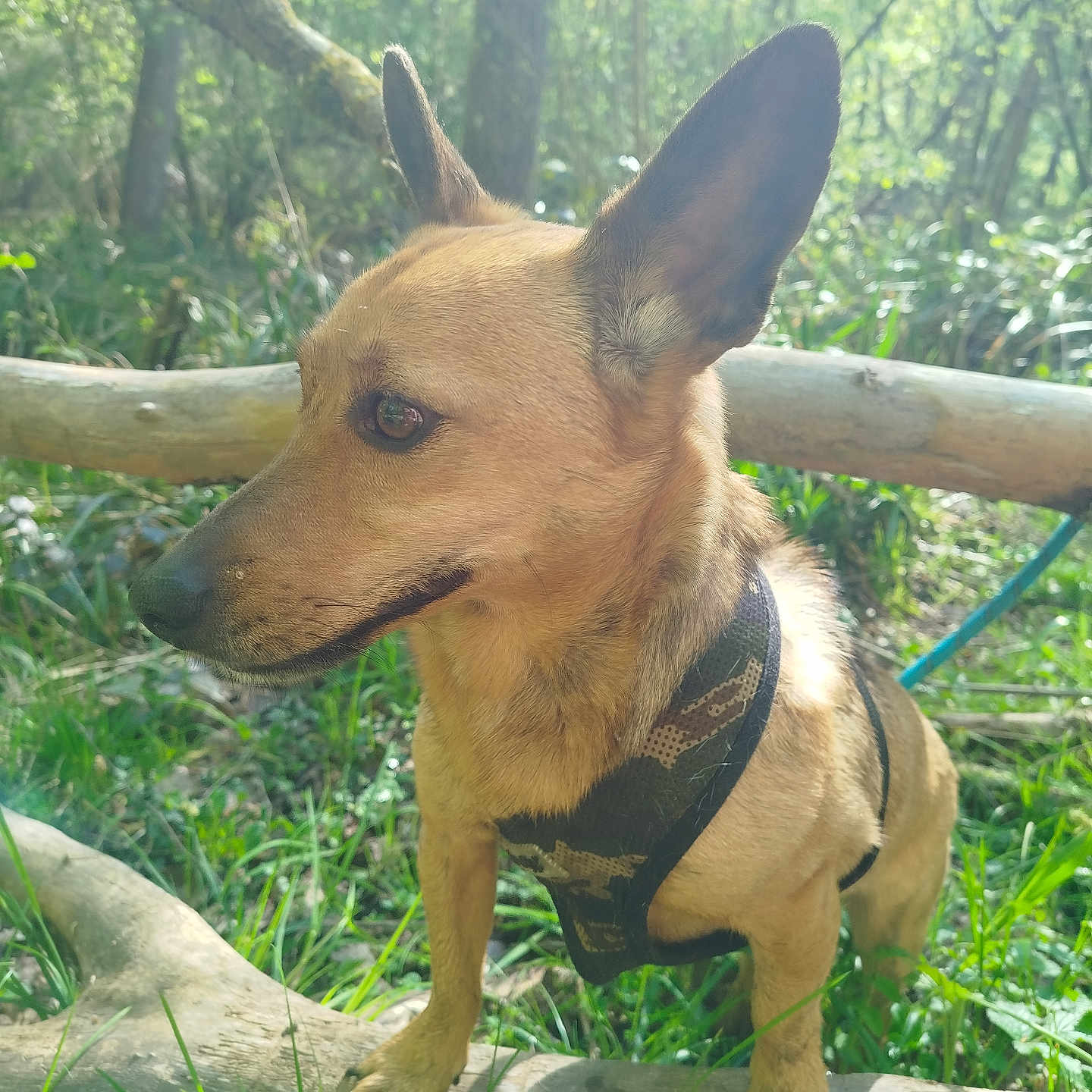 Chipeur a rejoint le concours — aidez-le/la à gagner de superbes lots ! dog, animal, forest, nature, grass, tree, sunlight, outdoor, canine, pet, harness, leaf, branch, mammal, brown, small_dog, alert, daylight, wood, wildlife