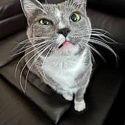 Sox joined the competition — help win amazing prizes! cat, gray_cat, white_fur, whiskers, yellow_eyes, tongue_out, close_up, pet, indoor, leather_couch, feline, curious, animal, domestic_cat, sitting, looking_up, fur, cute, face, mammal