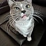 cat, gray_cat, white_fur, whiskers, yellow_eyes, tongue_out, close_up, pet, indoor, leather_couch, feline, curious, animal, domestic_cat, sitting, looking_up, fur, cute, face, mammal