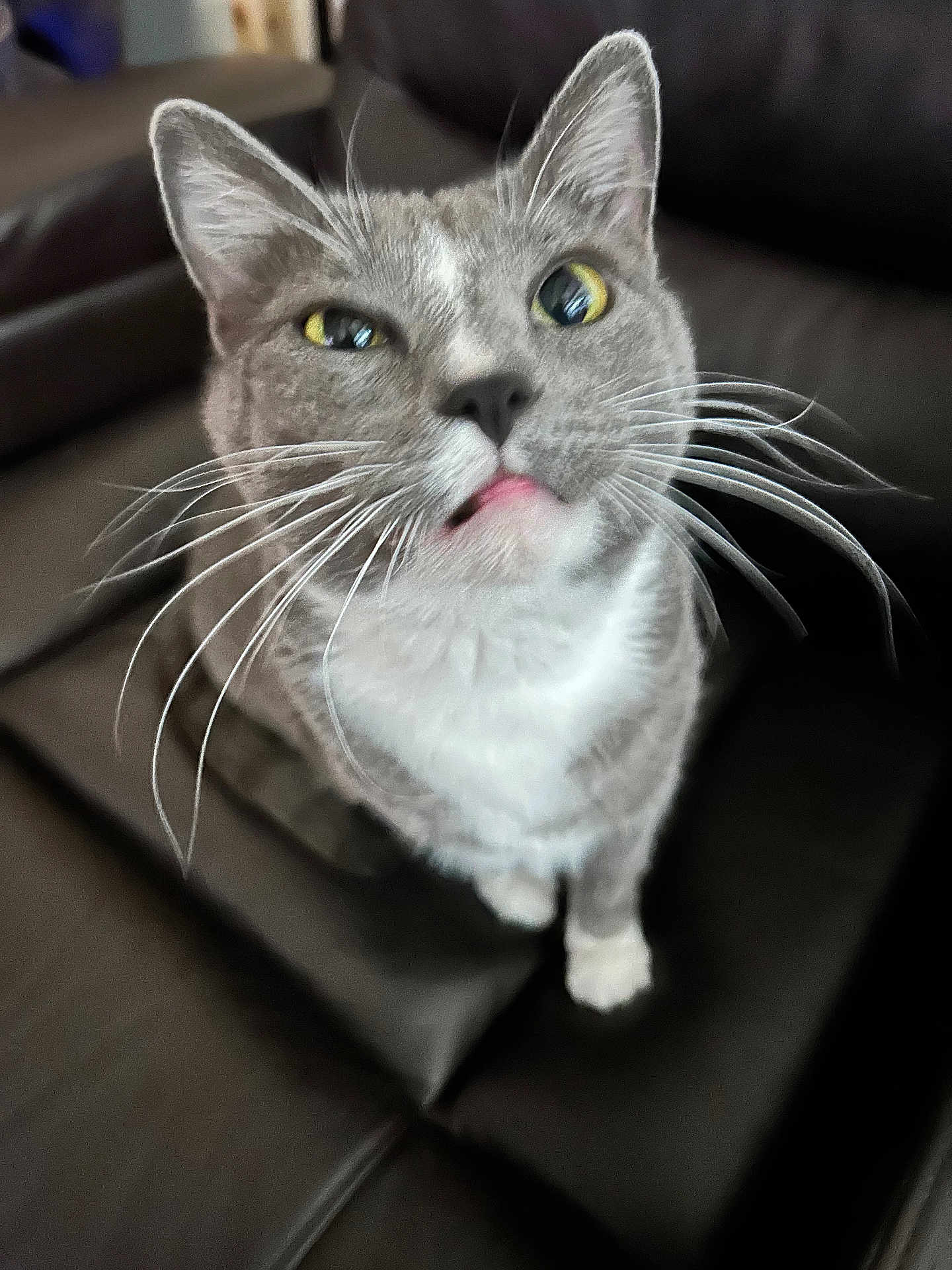 Sox joined the competition — help win amazing prizes! cat, gray_cat, white_fur, whiskers, yellow_eyes, tongue_out, close_up, pet, indoor, leather_couch, feline, curious, animal, domestic_cat, sitting, looking_up, fur, cute, face, mammal