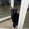 black_cat, cat, pet, indoor, glass_door, flooring, yellow_eyes, licking, animal, household, door_frame, reflection, furniture, appliance, bowl, wood_floor, domestic, curious, closeup, standing