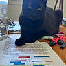 black_cat, cat, desk, highlighters, paper, water_bottle, window, lamp, indoor, feline, study_material, wooden_surface, office_supplies, relaxed, pet, animal, focused, daylight, clutter, resting