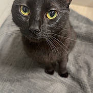 Livaï a rejoint le concours — aidez-le/la à gagner de superbes lots ! cat, black_cat, pet, animal, whiskers, yellow_eyes, indoor, curious, feline, fur, mat, floor, closeup, portrait, domestic_cat, sitting, looking_up, cute, household, companion