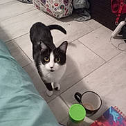 Devlyn is registered to the contest to win money with this photo: animal, bag, basket, bedspread, black_and_white, cat, clothing, container, cord, curious, fabric, floor, green_lid, home, indoor, looking_up, mug, notebook, pet, tiled_floor