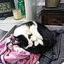 Devlyn is registered to the contest to win money with this photo: cat, black_and_white, sleeping, curled_up, laundry_basket, blanket, clothes, indoor, cozy, pet, feline, resting, household, clock, candle, drink_can, container, soft, pink, black