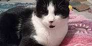 Devlyn joined the competition — help win amazing prizes! cat, black_and_white_cat, orange_cat, cat_tree, blanket, indoor, pet_accessories, floor, furniture, wall, box, purple_blanket, pink_blanket, relaxing_cat, pet, animal, cozy_room, household_items, fur, resting_cat