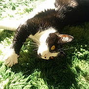 Devlyn is registered to the contest to win money with this photo: cat, black_and_white, yellow_eyes, green_carpet, shaggy_rug, sunlight, indoor, pet, relaxing, lying_down, whiskers, fur, paw, cozy, domestic_animal, close_up, shadow, floor, animal, resting