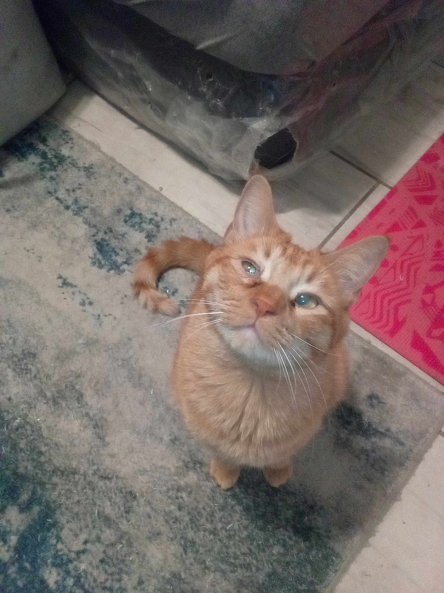 Dexter is registered to the contest to win money with this photo: cat, orange_tabby, pet, curious, indoor, rug, tail, fur, whiskers, ears, floor, tile, mat, domestic_animal, looking_up, feline, cute, companion, animal, home