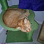cat, orange_cat, feline, pet, cat_tree, green_cat_tree, indoor, curtain, purple_curtain, floor, tile_floor, furniture, sleeping_cat, blurred, cozy, resting, domestic_animal, household, paw, whiskers