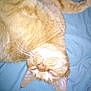 Dexter joined the competition — help win amazing prizes! cat, orange_tabby, pet, lying_down, relaxed, close_up, whiskers, ears, fur, sleepy, indoor, blue_background, animal, mammal, cute, domestic_cat, resting, soft_fur, pink_nose, feline