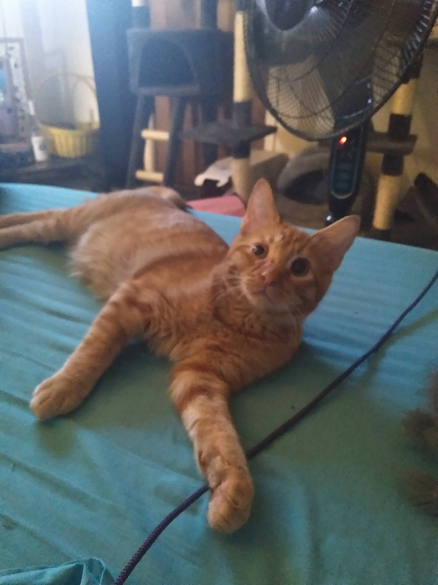 Dexter is registered to the contest to win money with this photo: animal, bed, cat, cat_furniture, cozy, curious, ears, fan, feline, fur, indoor, looking, mammal, orange_tabby, paw, pet, relaxed, resting, stretching, whiskers