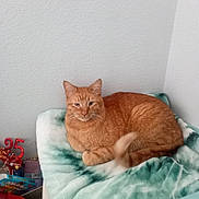 Dexter is registered to the contest to win money with this photo: cat, orange_cat, tabby, feline, pet, blanket, indoor, cozy, resting, fur, tail, corner, wall, celebration, decoration, number_25, snack, food_packaging, soft_texture, home