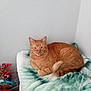 cat, orange_cat, tabby, feline, pet, blanket, indoor, cozy, resting, fur, tail, corner, wall, celebration, decoration, number_25, snack, food_packaging, soft_texture, home