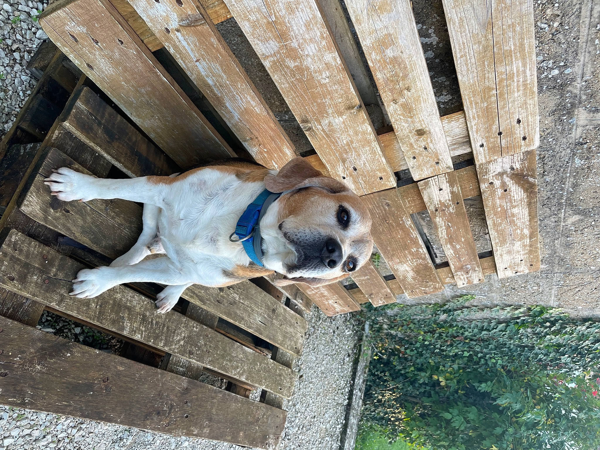 Many participe au concours pour gagner de l'argent avec cette photo : canidae, carnivore, companion_dog, concrete, dog, dog_breed, electric_blue, fawn, line, non_sporting_group, shadow, sporting_group, tail, water, wood, working_animal