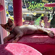 Sugar Cookie is registered to the contest to win money with this photo: kitten, cat, cat_tree, pink, sunlight, window, holiday_decor, christmas, decoration, indoor, pet, furry, relaxed, collar, toy_ball, furniture, cute, animal, playful, resting