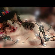 Simpleton is registered to the contest to win money with this photo: cat, kitten, tabby, string_lights, fairy_lights, tangled, teeth, paw, closeup, indoor, cozy, bed, pet, playful, adorable, sleepy, whiskers, nose, lighting, festive