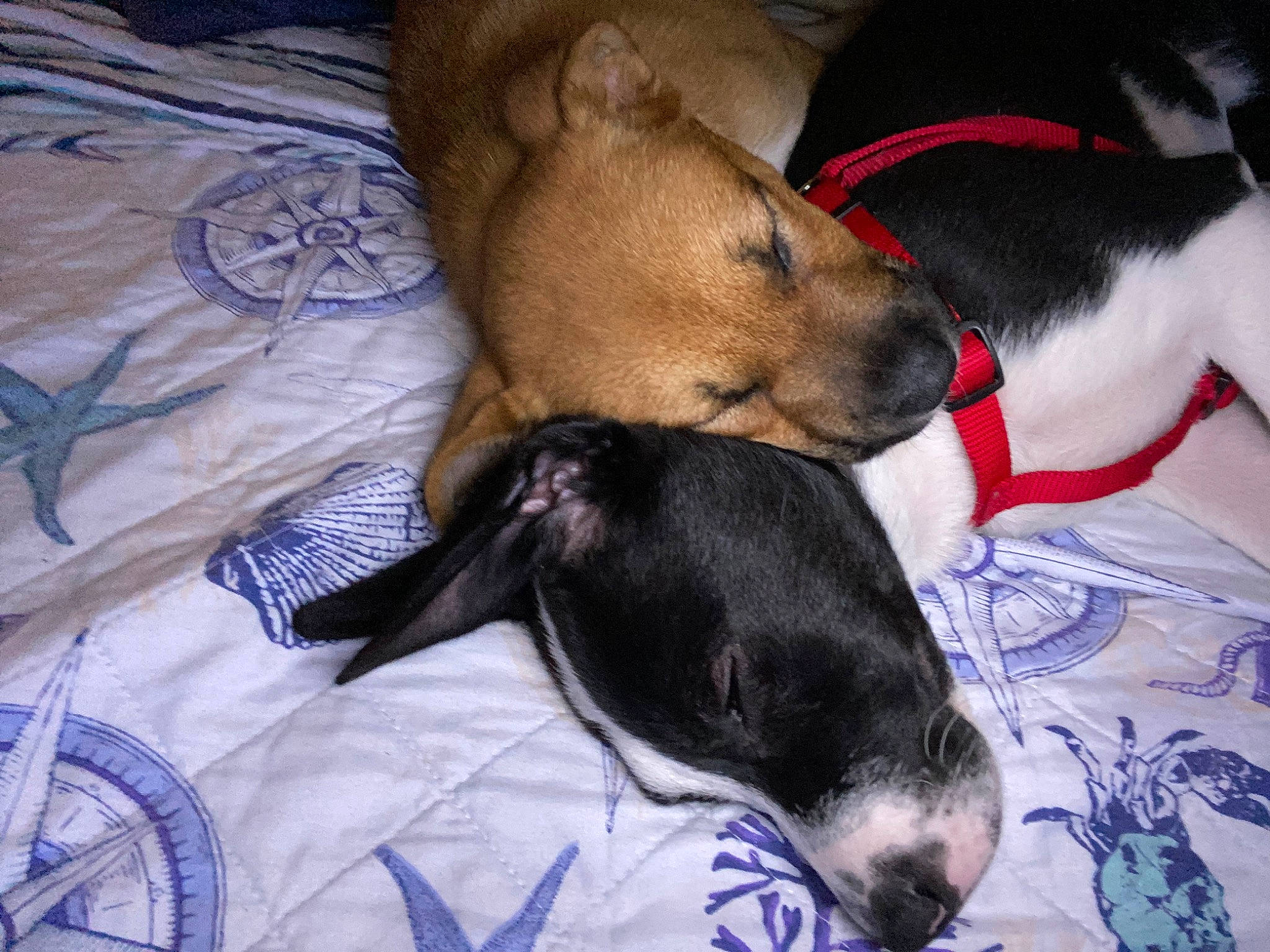 Killua is registered to the contest to win money with this photo: bedding, canidae, carnivore, collar, comfort, companion_dog, dog, dog_breed, dog_supply, fawn, fur, guard_dog, linens, nap, paw, snout, sporting_group, toy_dog, whiskers, working_animal