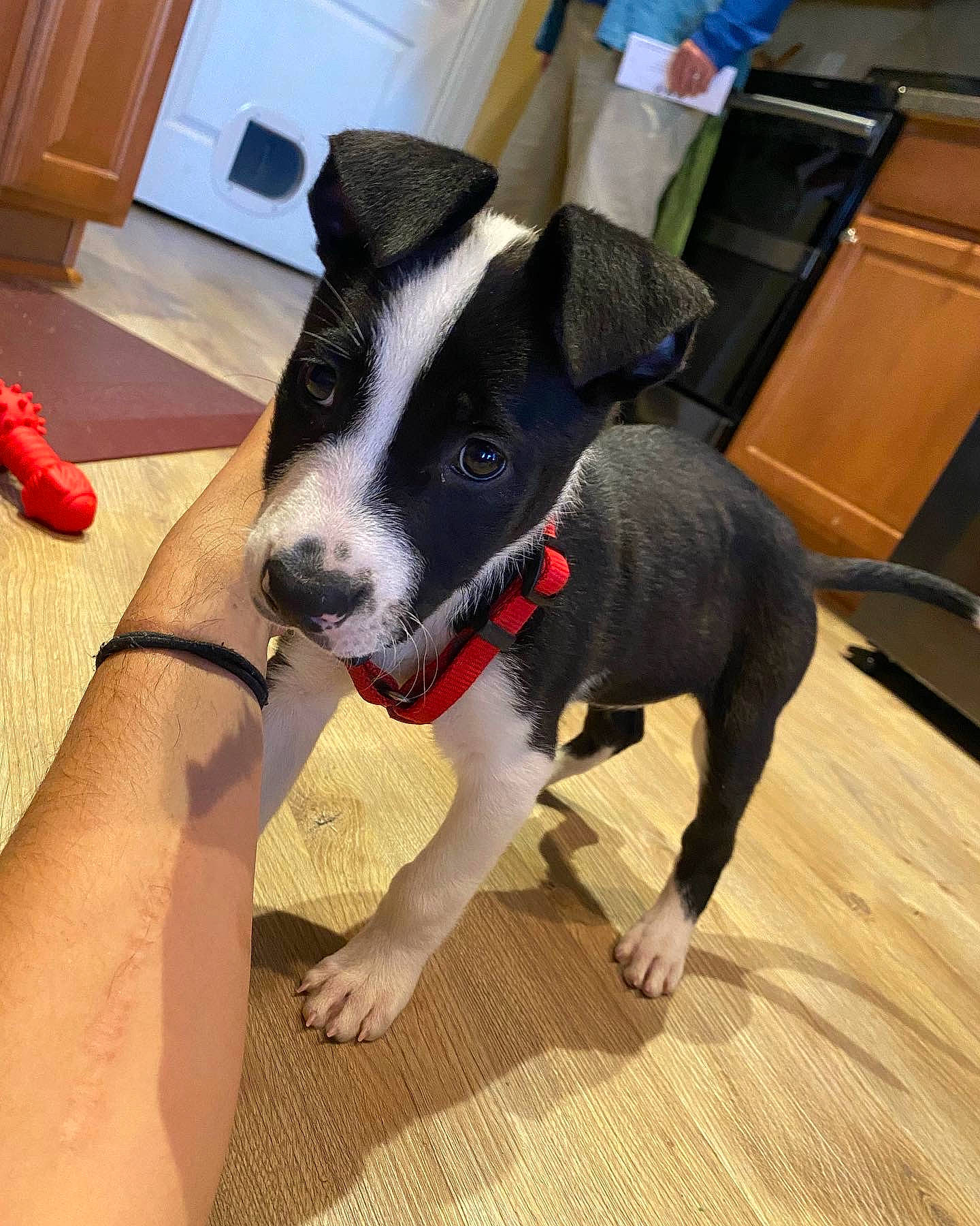 Killua is registered to the contest to win money with this photo: cabinetry, carnivore, chair, collar, companion_dog, cupboard, dog, dog_breed, dog_collar, drawer, fawn, floor, flooring, furniture, hardwood, human_leg, snout, sporting_group, wood, working_animal