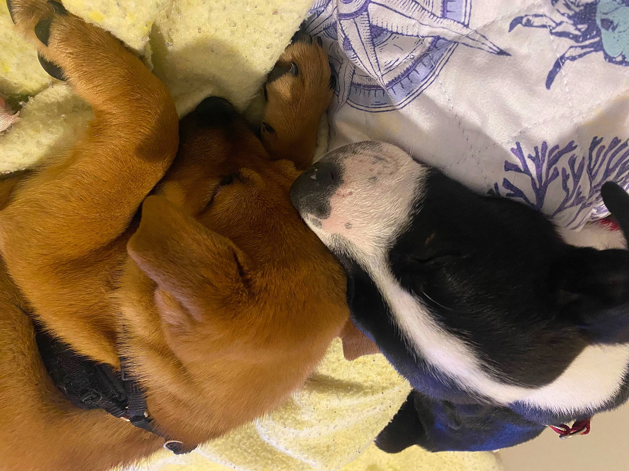 Killua joined the competition — help win amazing prizes! canidae, carnivore, comfort, companion_dog, dog, dog_breed, fawn, fur, mammal, nap, non_sporting_group, paw, puppy, sleep, snout, sporting_group, terrestrial_animal, whiskers, working_animal