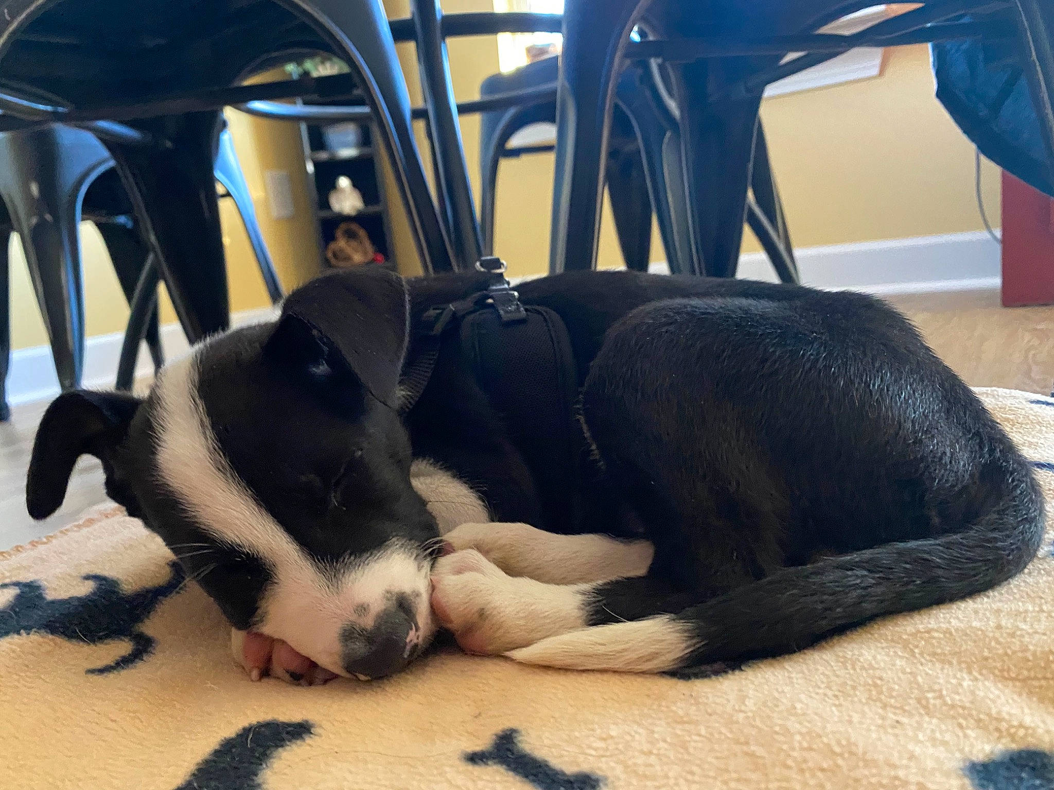 Killua joined the competition — help win amazing prizes! canidae, carnivore, chair, collar, comfort, companion_dog, dog, dog_breed, fawn, head_restraint, paw, pet_supply, puppy, snout, sporting_group, tail, terrestrial_animal, toy_dog, vehicle_door, working_animal