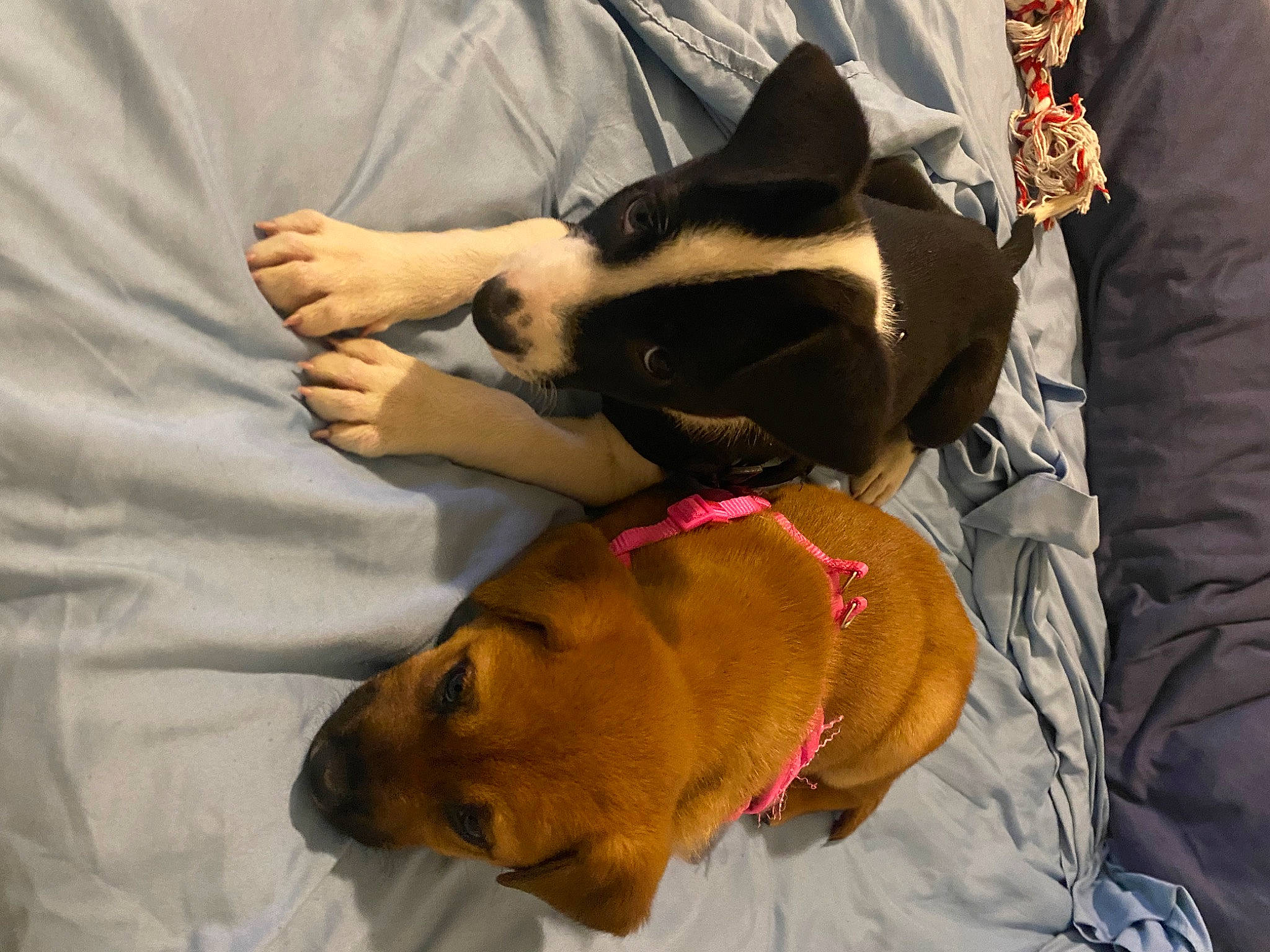 Killua joined the competition — help win amazing prizes! canidae, carnivore, collar, comfort, companion_dog, dog, dog_breed, dog_supply, ear, fawn, felidae, fur, mammal, pet_supply, snout, sporting_group, tail, toy_dog, whiskers, working_animal