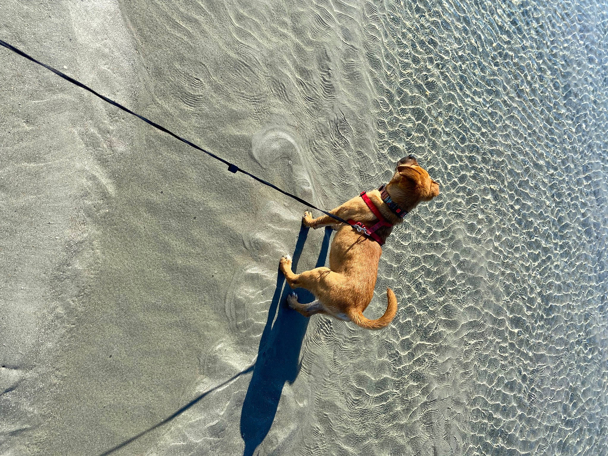 Molly joined the competition — help win amazing prizes! adventure, beach, dog, extreme_sport, fishing_rod, fun, lake, landscape, leisure, recreation, rope, slope, sports, surface_water_sports, towed_water_sport, wakeboarding, water, wave, wind_wave, windsports