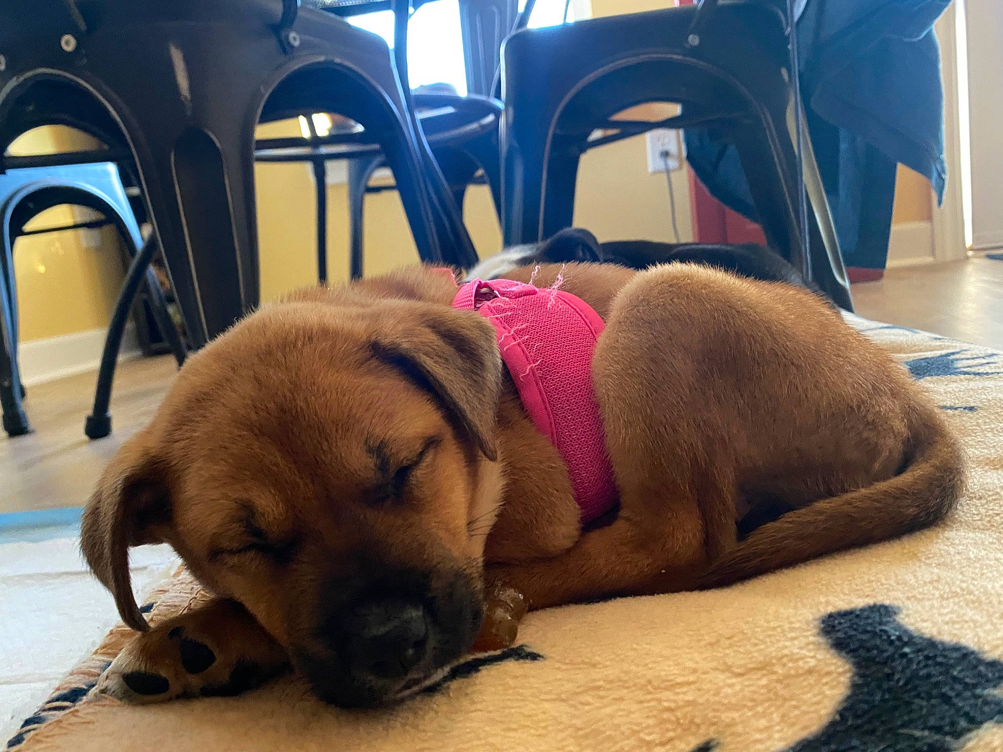 Molly joined the competition — help win amazing prizes! carnivore, chair, comfort, companion_dog, dog, dog_bed, dog_breed, dog_supply, fawn, floor, flooring, guard_dog, linens, liver, mammal, nap, paw, pet_supply, vertebrate, working_animal