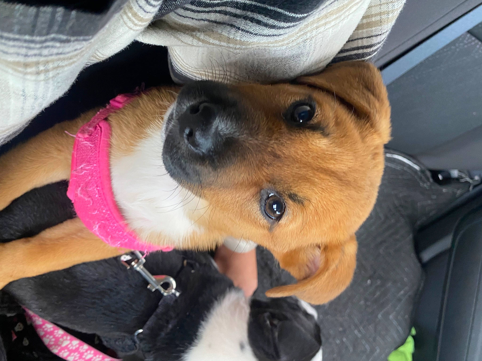 Molly is registered to the contest to win money with this photo: canidae, cap, car, carnivore, collar, companion_dog, dog, dog_breed, fashion_accessory, fawn, fur, hat, human_leg, selfie, snout, sporting_group, street_fashion, sun_hat, sunglasses, vehicle_door