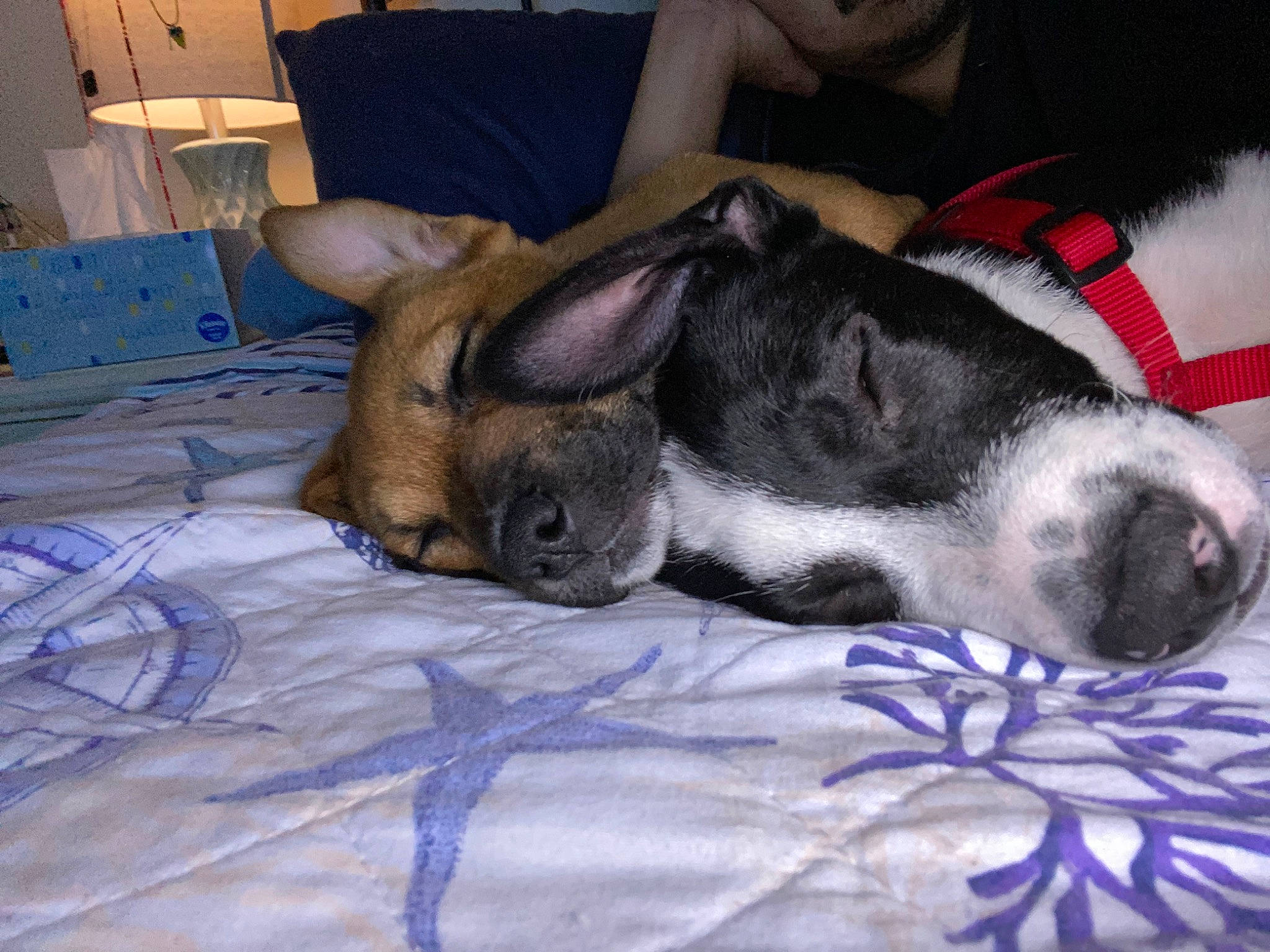 Molly is registered to the contest to win money with this photo: canidae, carnivore, comfort, companion_dog, dog, dog_breed, dog_supply, ear, fawn, foot, fur, lamp, lap, nap, paw, sleep, snout, sporting_group, terrestrial_animal, whiskers