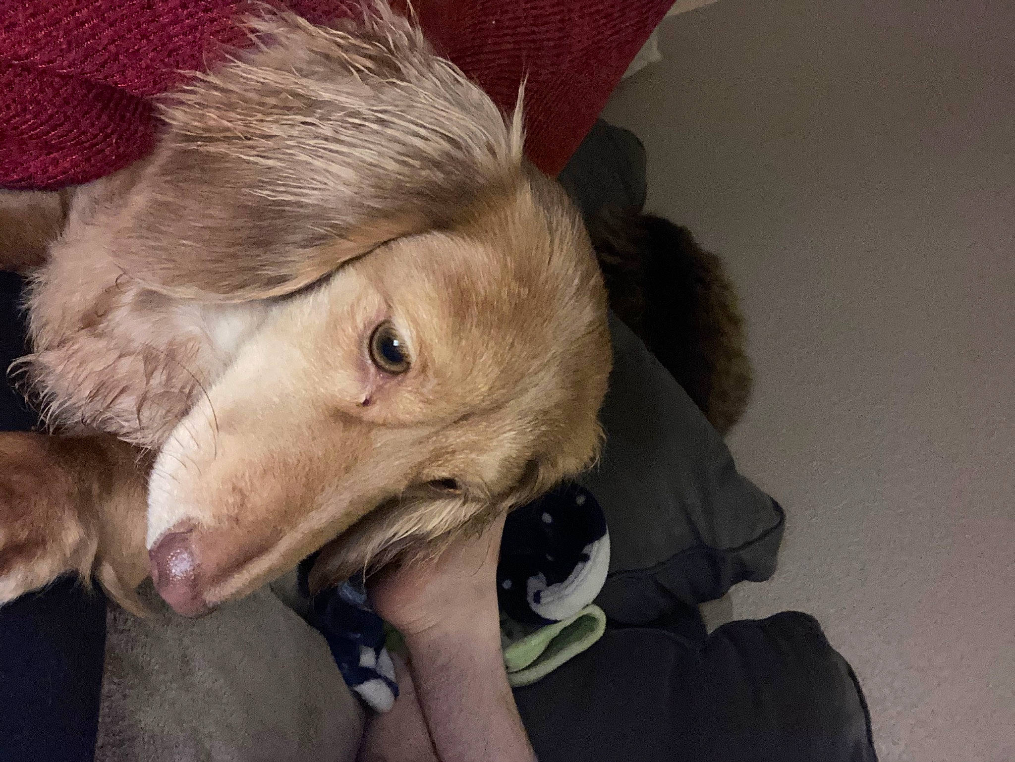 Ruby joined the competition — help win amazing prizes! canidae, carnivore, comfort, companion_dog, dog, dog_breed, ear, fawn, fur, nap, puppy, sporting_group, terrestrial_animal, whiskers, working_animal