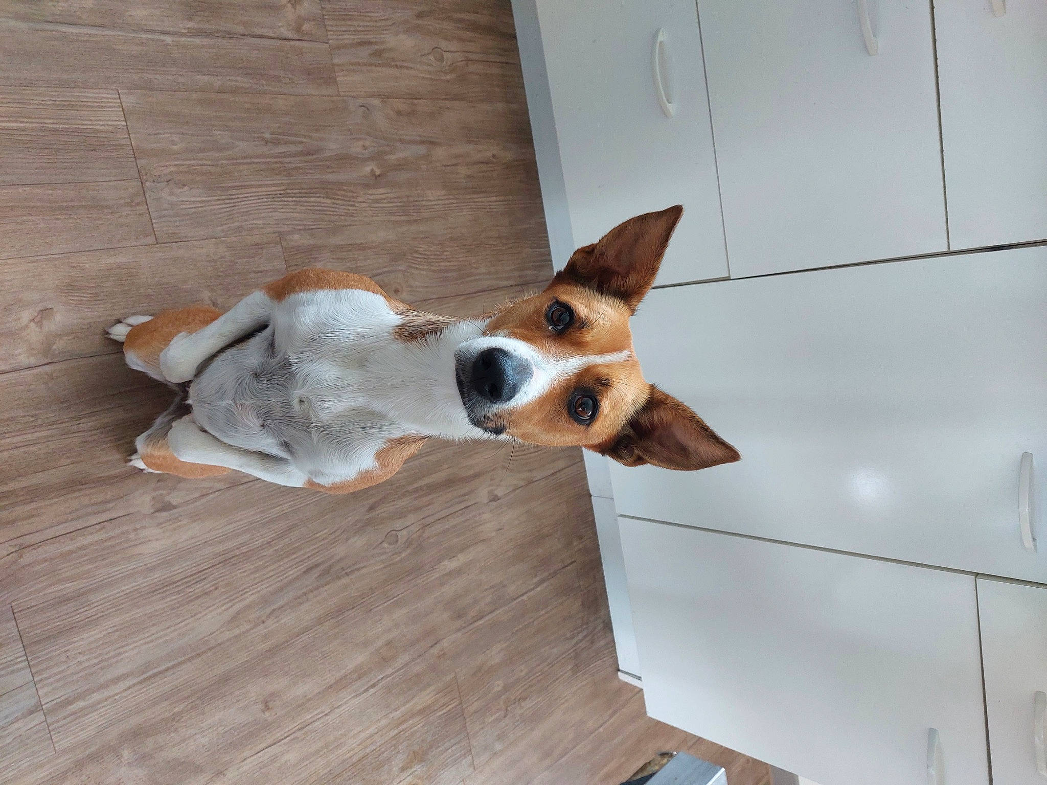 Poly a rejoint le concours — aidez-le/la à gagner de superbes lots ! canidae, carnivore, companion_dog, dog, dog_breed, dog_supply, fawn, flooring, hardwood, hound, paw, pet_supply, plywood, snout, sporting_group, toy, whiskers, wood, wood_flooring, working_animal