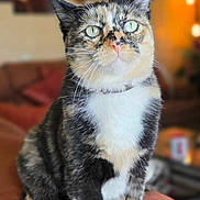 Kiki joined the competition — help win amazing prizes! animal, background_blur, cat, closeup, couch, cozy, cute, domestic, feline, fur, green_eyes, home, indoor, pet, portrait, relaxed, sitting, soft_light, tortoiseshell, whiskers