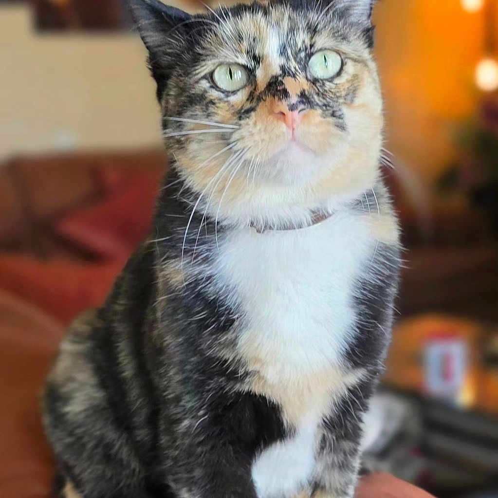 Kiki joined the competition — help win amazing prizes! animal, background_blur, cat, closeup, couch, cozy, cute, domestic, feline, fur, green_eyes, home, indoor, pet, portrait, relaxed, sitting, soft_light, tortoiseshell, whiskers