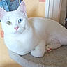 Zeus participe au concours pour gagner de l'argent avec cette photo : animal, bed, blue_eye, cat, close_up, cozy, cushion, domestic, feline, fur, green_eye, heterochromia, indoor, paws, pet, pink_nose, portrait, relaxed, whiskers, white_cat