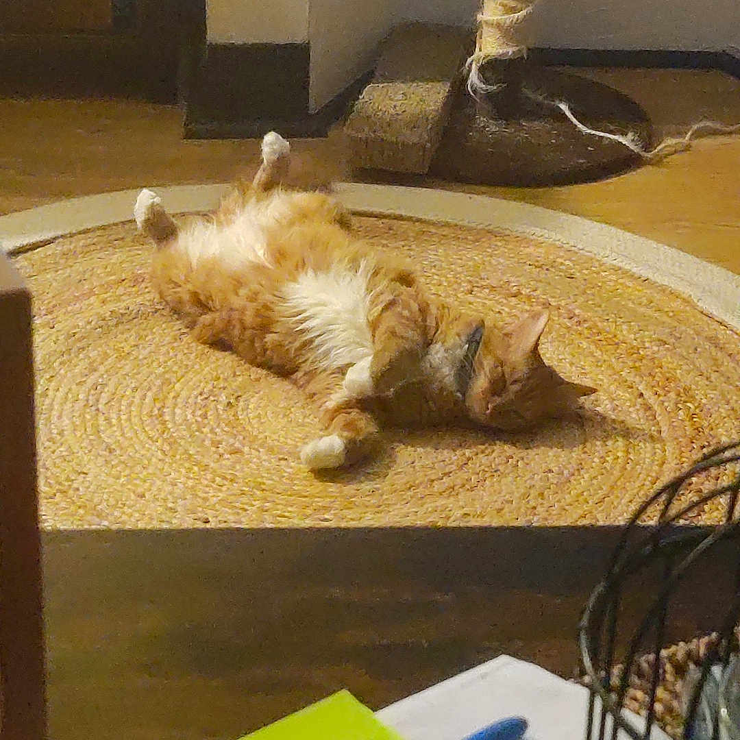 Mishmisha a rejoint le concours — aidez-le/la à gagner de superbes lots ! animal, architecture, brush, building, cat, device, diningtable, furniture, head, homedecor, indoors, lamp, livingroom, person, pet, plywood, room, table, tool, wood