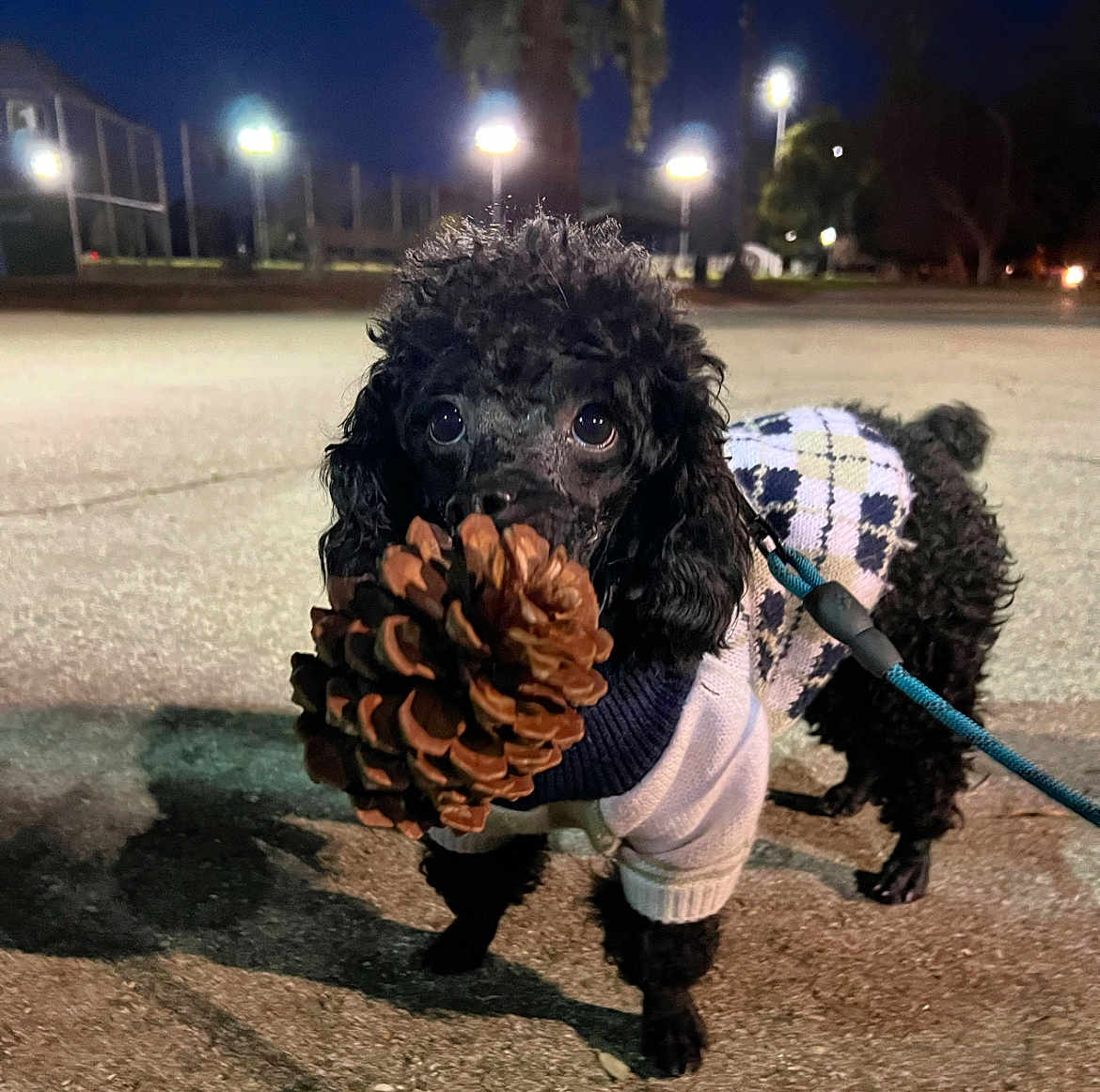 Teddy is registered to the contest to win money with this photo: dog, poodle, puppy, black_dog, sweater, argyle, pinecone, night, outdoor, leash, curious, pet, animal, sidewalk, streetlights, small_dog, cute, walking, fur, canine
