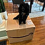 dog, black_dog, curly_fur, amazon_box, cardboard_box, wooden_floor, indoor, living_room, chair, table, painting, plant, rug, pet, collar, modern_furniture, home, cozy, package, animal