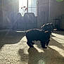 dog, black_dog, carpet, indoor, sunlight, shadow, window, chair, table, floor_lamp, stick, pet, living_room, furniture, curtains, flower, plant_leaf, daylight, home, animal