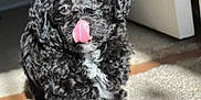 Teddy joined the competition — help win amazing prizes! dog, puppy, black_dog, curly_hair, pet, animal, carpet, indoor, sunlight, shadow, cute, licking, tongue_out, small_dog, fur, adorable, companion, playful, domestic, young